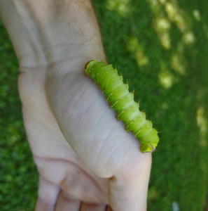 FOR SALE, A. polyphemus COCOONS overwintering