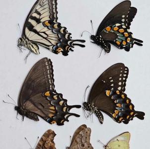 FOR SALE, Papilio, Nymphalidae, Pieridae, Satyridae