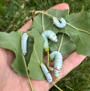 FOR SALE, Promethea Cocoons - Bulk discounts!