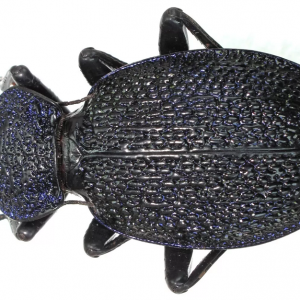 FOR SALE, Carabus ( Procerus) bulgharmaadensis transversalis