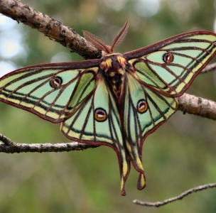 WANT TO BUY, WANT TO BUY MOTH COCOONS !!