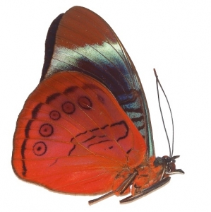 EBAY, Lots of Lepidoptera auctions on ebay. All at 0.99