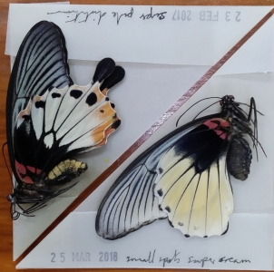 FOR SALE, SE Asian Papilionidae for sale