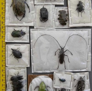 FOR SALE, Coleoptera, Etc