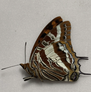 FOR SALE, Butterflies for sale from Uganda/Tanzania