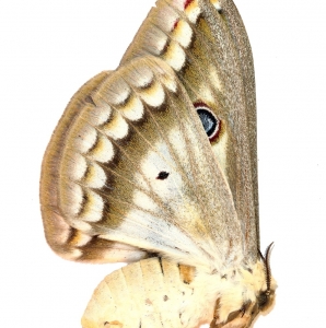 EBAY, Lots of Lepidoptera auctions on ebay. All at 0.99