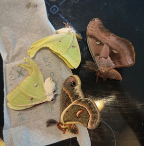 FOR SALE, Assorted Papered Moths 