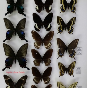 FOR SALE, Burmese & SE Asian Papilionidae
