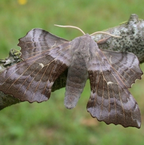 FOR SALE, Laothoe Populi F0 Pupae