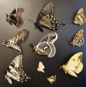 FOR SALE, Fresh Frozen and Dried Saturnids, Papilionids, etc