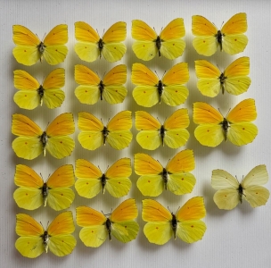 FOR SALE, GONEPTERYX PALMAE