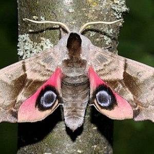 FOR SALE, Smerinthus ocellatus Pupae F0