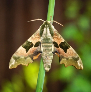 FOR SALE, mimas tiliae Pupae F0