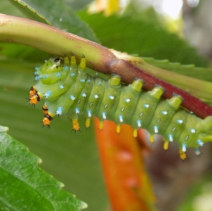FOR SALE, Hyalophora euryalus x cecropia & pure cecropia
