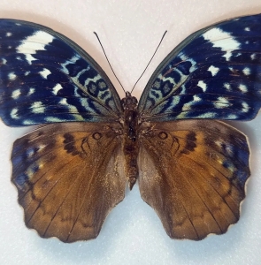 EBAY, African butterflies