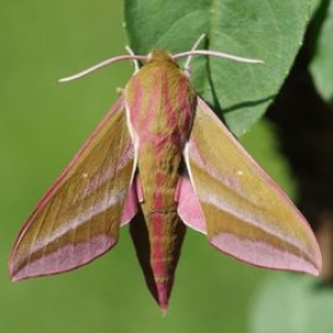 FOR SALE, Deilephila Elpenor F0 Pupae