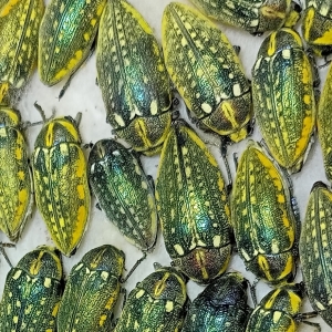 FOR SALE, Fresh JULODIS from Saudi Arabia