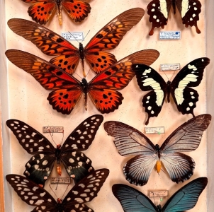 ANNOUNCEMENT, New entomology public auction, november 30th PARIS