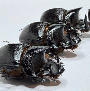 FOR SALE, HELIOCOPRIS MIDAS