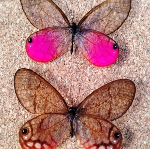 FOR SALE, SET 1,000 CITHAERIAS AURORINA