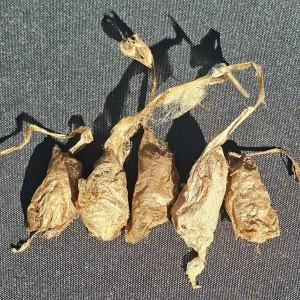 FOR SALE, Promethea Cocoons 