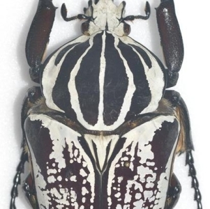 EBAY, Cetoniinae & Phanaeini