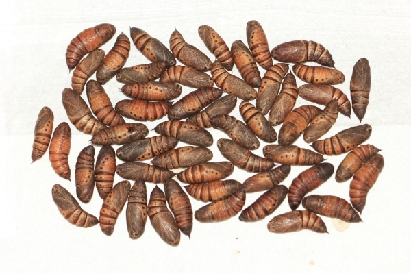 FOR SALE, Darapsa myron pupae