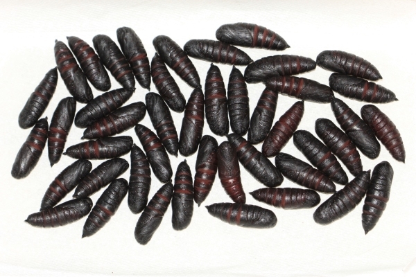 FOR SALE, Smerinthus ophthalmica pupae
