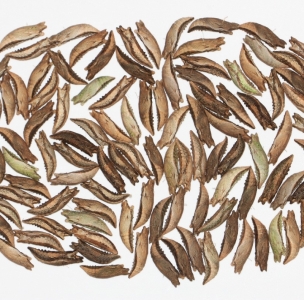 FOR SALE, Papilio rutulus pupae