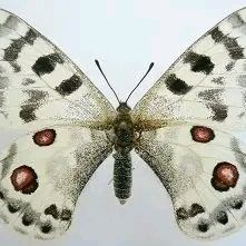 WANT TO BUY, Parnassius inopinatus muttingi