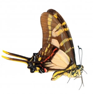 EBAY, Lots of Lepidoptera auctions on ebay. All at 0.99