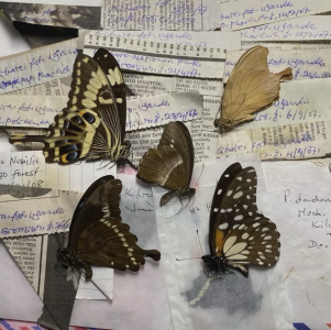 FOR SALE, Butterflies for sale from Uganda/Tanzania