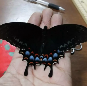 FOR SALE, Papilio garamas ssp tapatio BLACK FEMALE