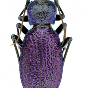 EBAY, Palearctic Carabus on E-bay auction