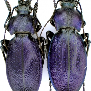 EBAY, Palearctic Carabus on E-bay auction