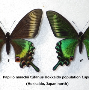 FOR SALE, Papilio maackii tutanus  pupae overwintering