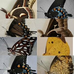 FOR SALE, Fresh Frozen and Dried Saturnids, butterflies, etc