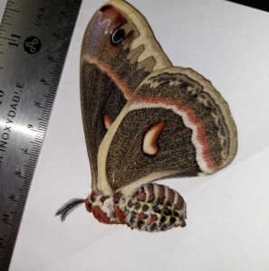 FOR SALE, Papered Saturniid moths from CANADA