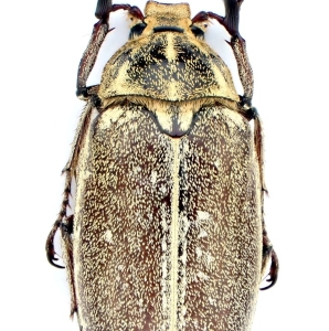 EBAY, Palearctic Polyphilla on E-bay auction