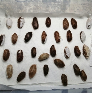 FOR SALE, Chinese moon moth cocoons 