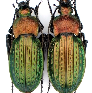 EBAY, Palearctic Carabus on E-bay auction