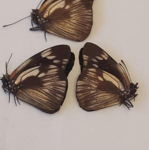 EBAY, 3 lot of cerautola and pseudaletis