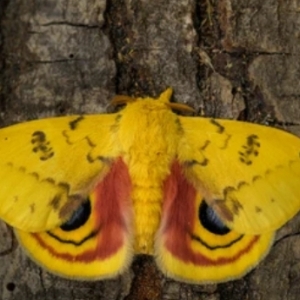 FOR SALE, Io Moth Cocoons