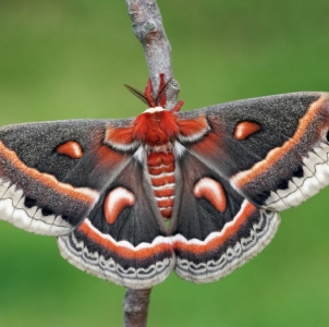 FOR SALE, Cecropia Moth Cocoons