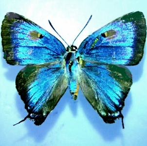 FOR SALE, Pupae GREAT BLUE HAIRSTREAKS