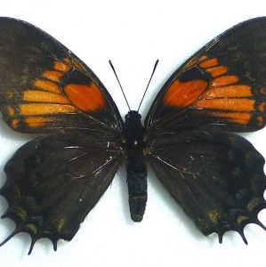 FOR SALE, +++ PAPILIO CACICUS INCA Female !!! +++