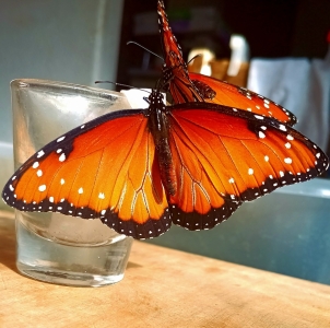 FOR SALE, pupae QUEEN BUTTERFLIES