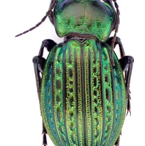 EBAY, Palearctic Carabus on E-bay auction
