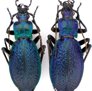 EBAY, Palearctic Carabus on E-bay auction