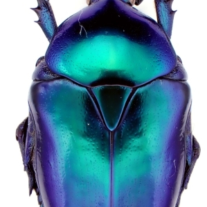 EBAY, Palearctic Cetonidae on E-bay auction